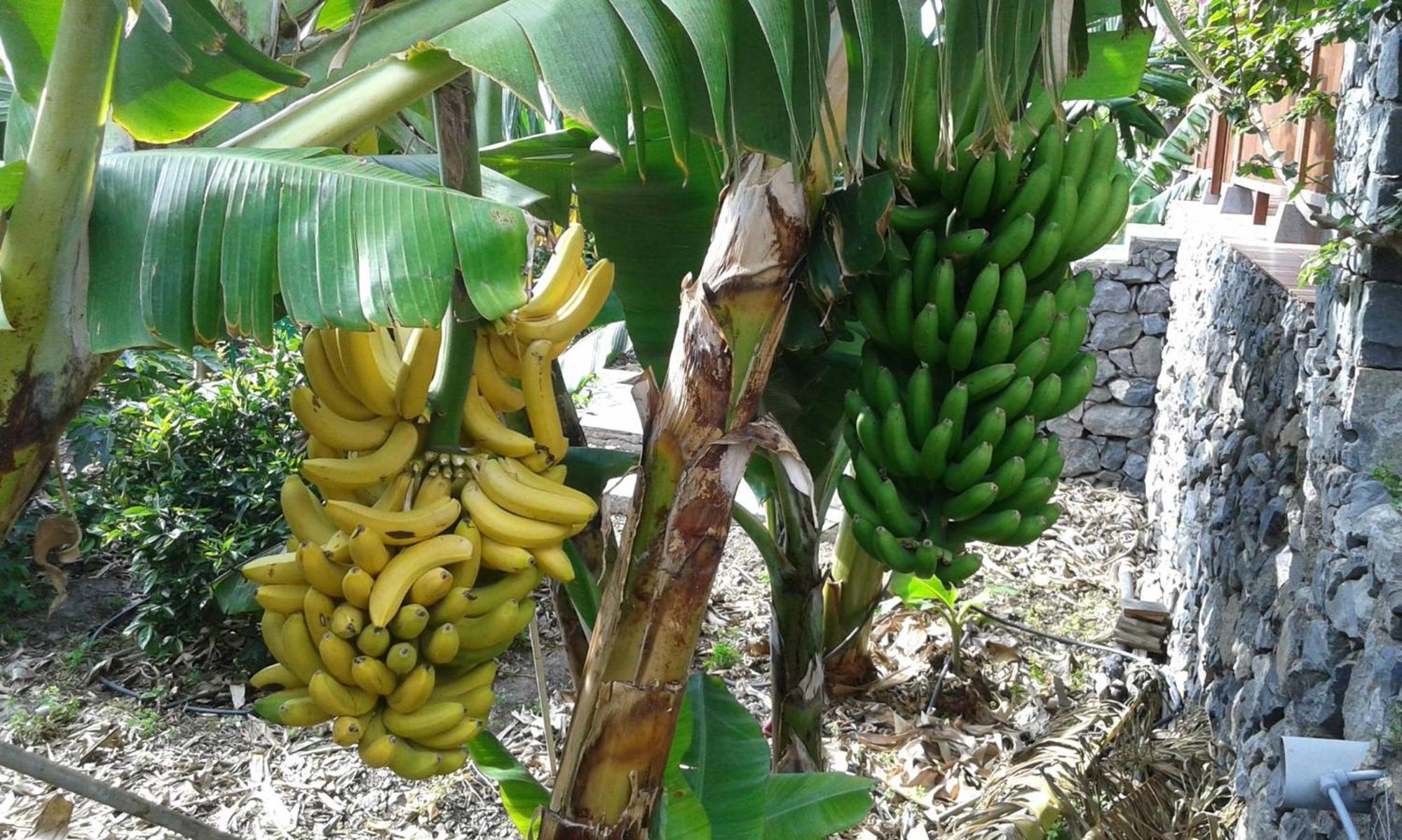 Finca Ossorio Casa Rita Vallehermoso Eksteriør billede